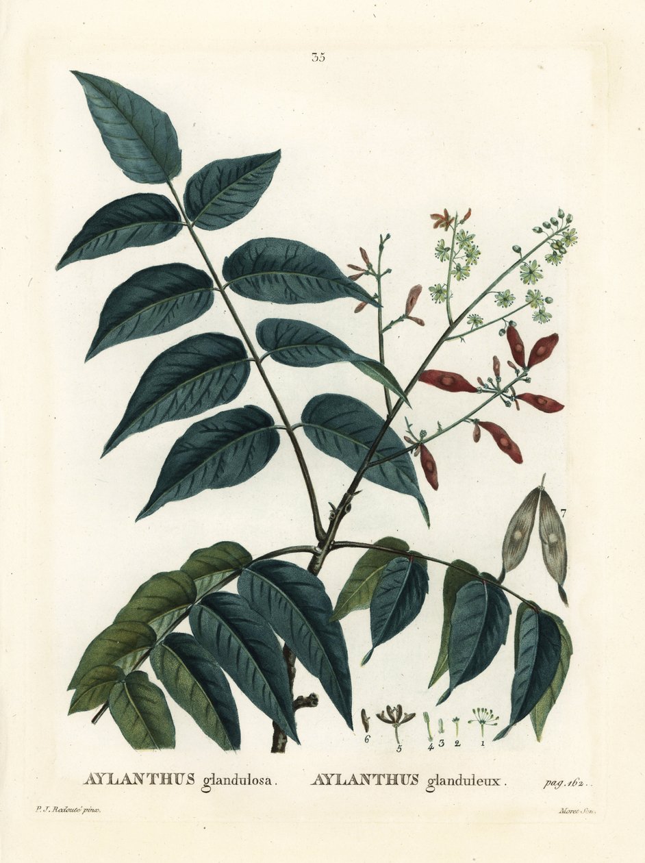 Az ég fája, ailanthus vagy chouchun, Ailanthus altissima (Aylanthus glandulosa). Moret kézzel színezett foltmetszet Pierre-Joseph Redoute illusztrációja nyomán Henri Louis Duhamel du Moncel Treat des Arbres et Shrustes című művéből, Párizs alkotó: Pierre Joseph Redouté