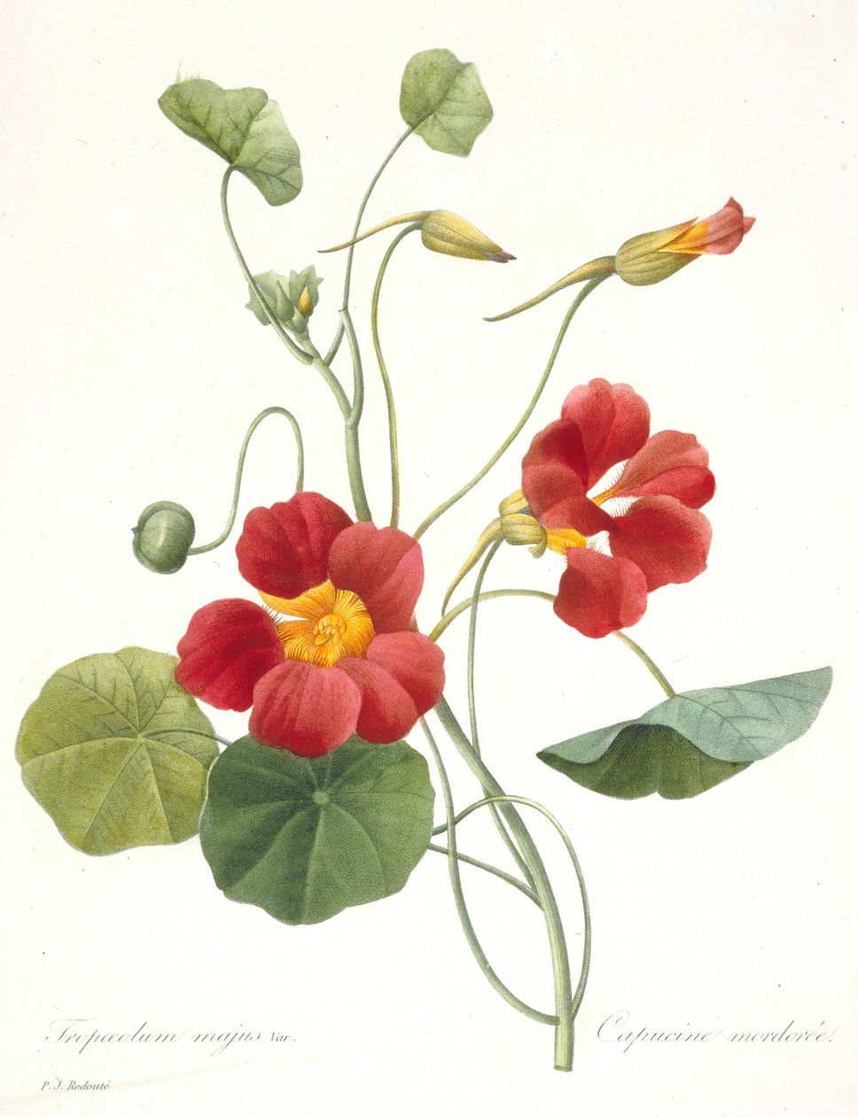 Tropaeolum majus Garden Nasturtium, 1827. alkotó: Pierre Joseph Redouté
