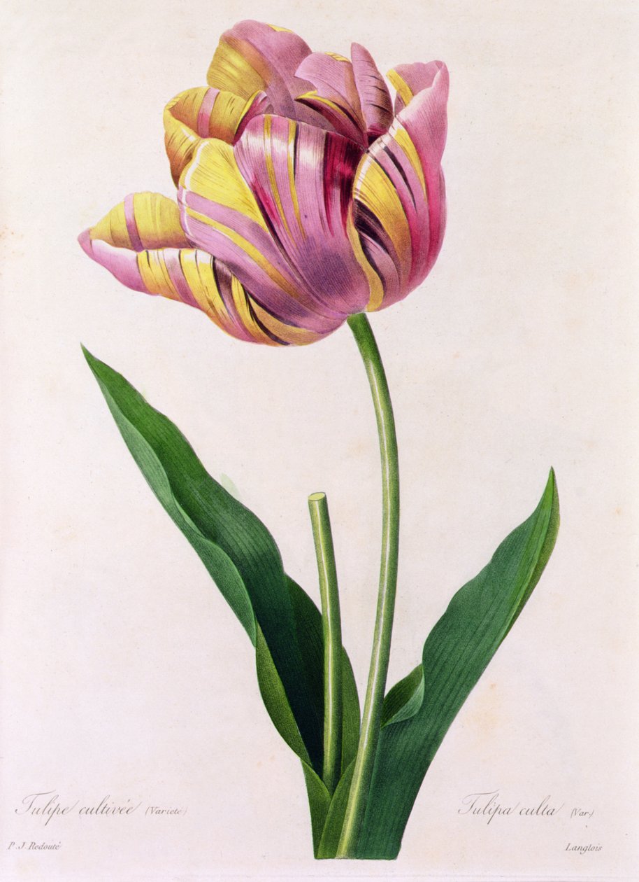 Tulipa Culta (színes metszet) alkotó: Pierre Joseph Redouté