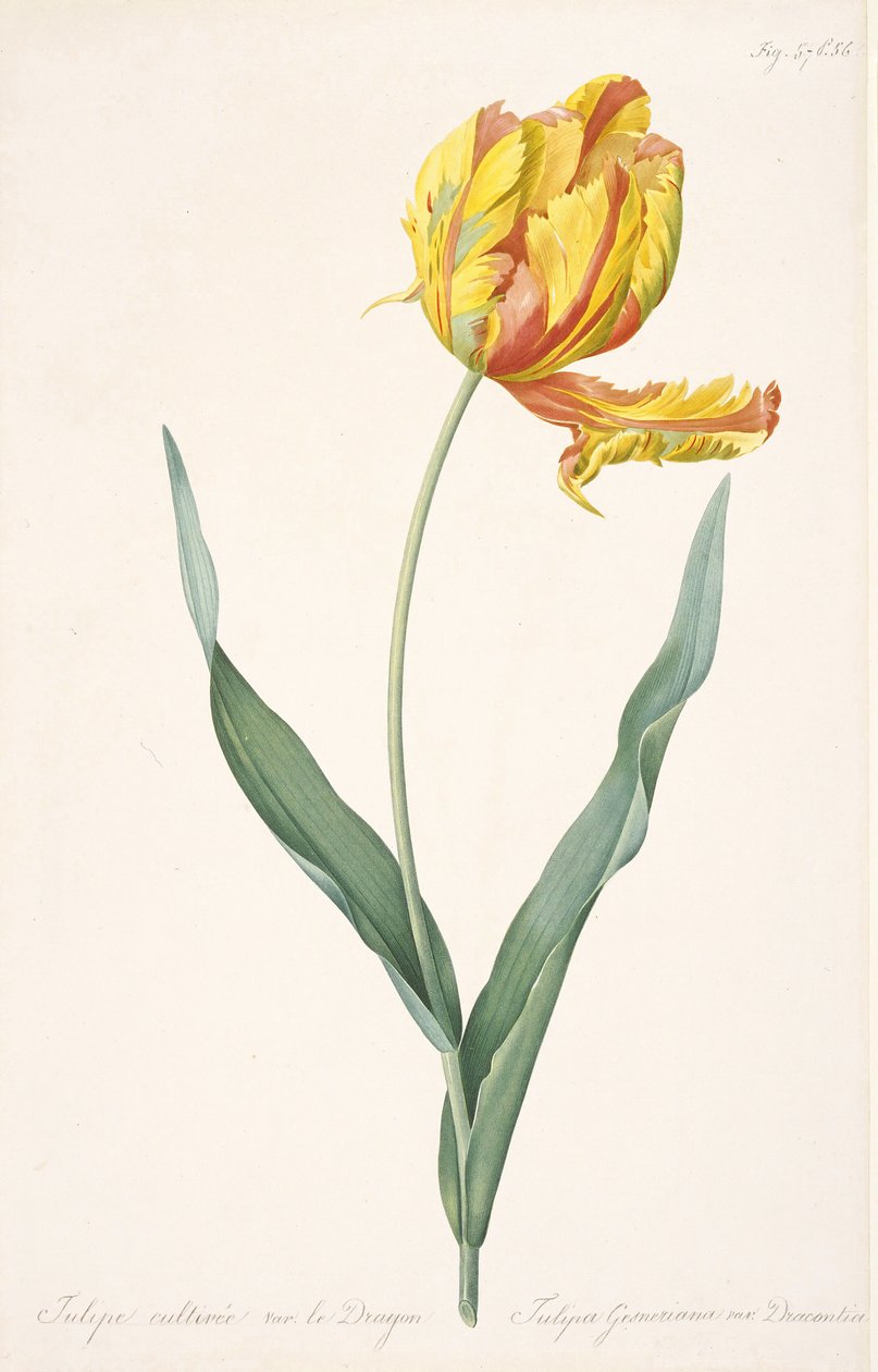 Tulipa Gesneriana var. Sárkány papagáj tulipánja, 1816. alkotó: Pierre Joseph Redouté