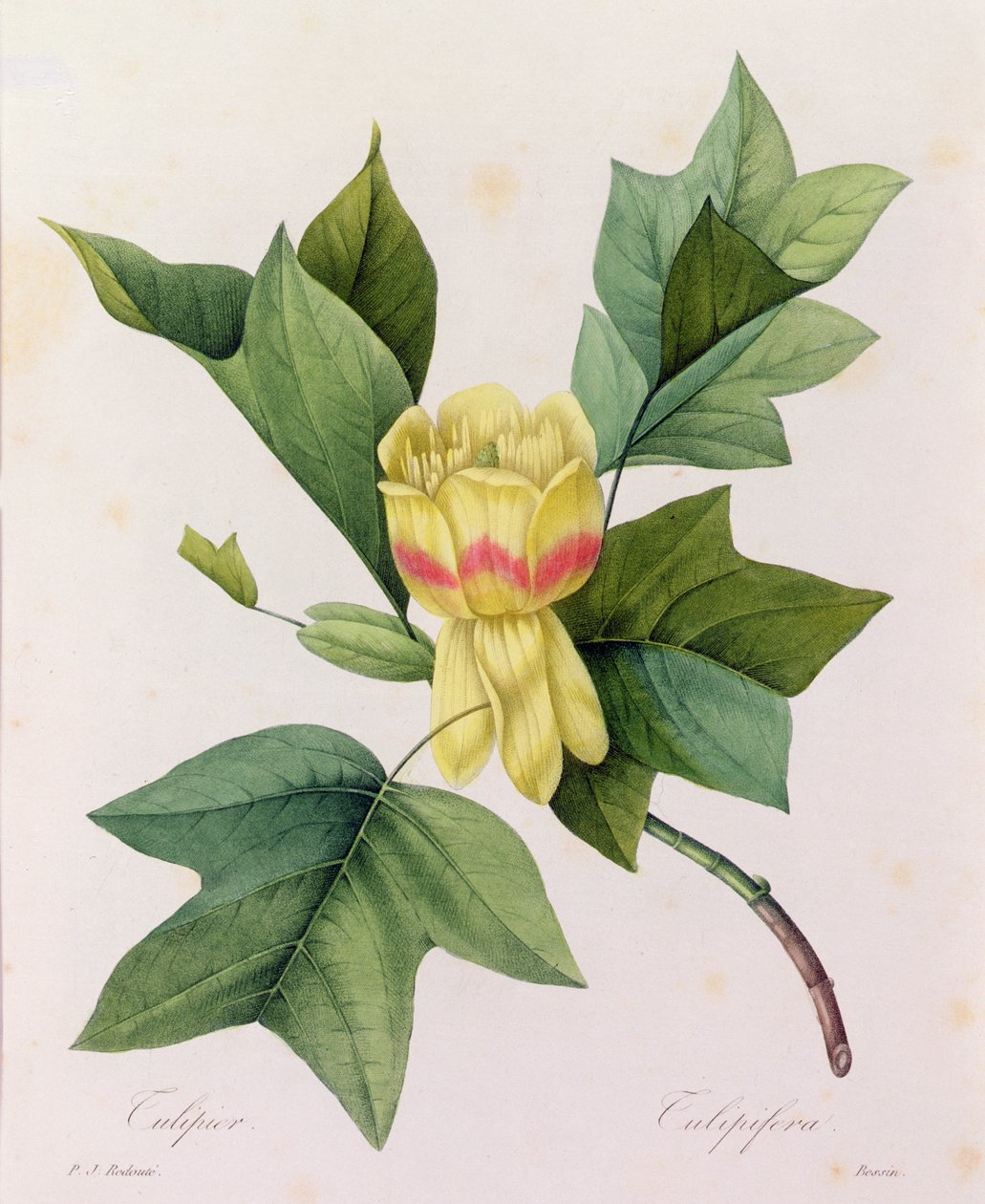 Tulipifera (színes metszet) alkotó: Pierre Joseph Redouté