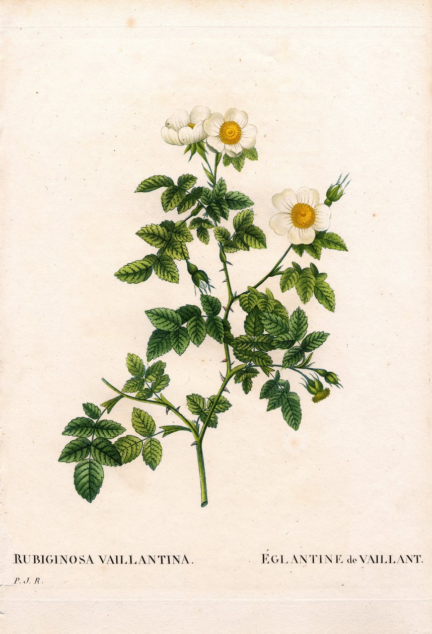 Vaillant rózsa, Rosa rubiginosa fajta, L