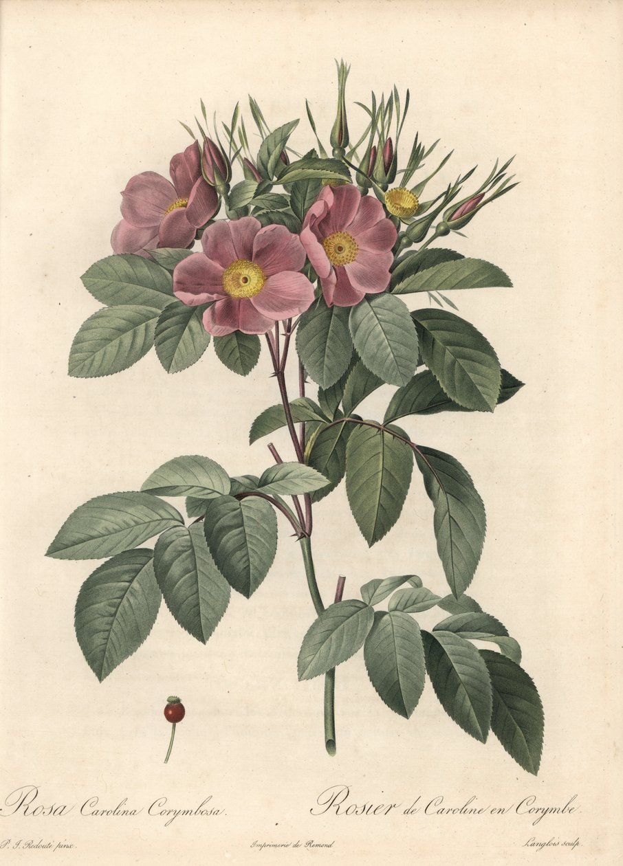 Virginia rózsa, sötét virágok – Eau forte de Langlois, Pierre Joseph Redoute (1759-1840) illusztrációja alapján, a Les Rosesból alkotó: Pierre Joseph Redouté
