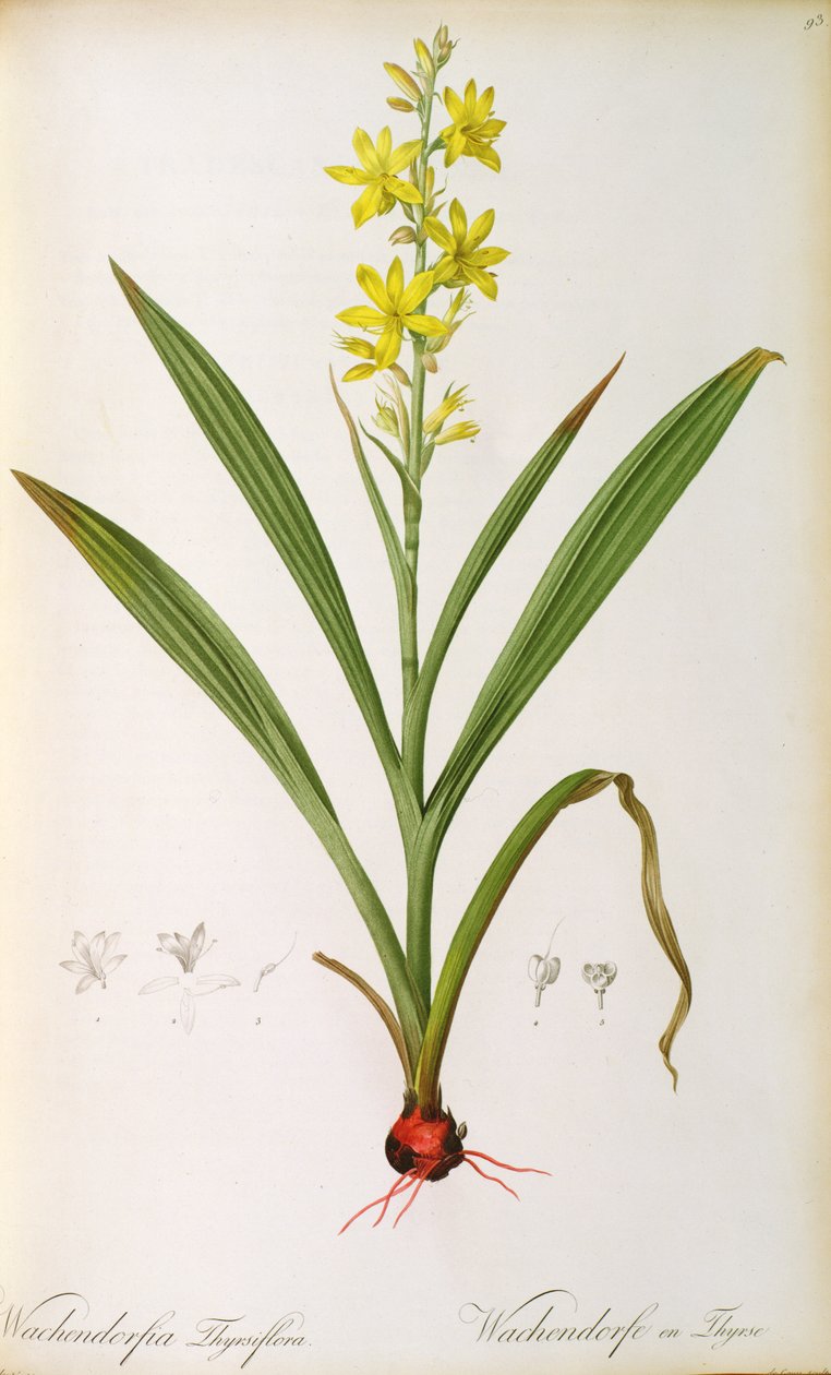 Wachendorfia Thyrsiflora, a „Les Liliacees”-ből, 1805 körül (színes metszet) alkotó: Pierre Joseph Redouté