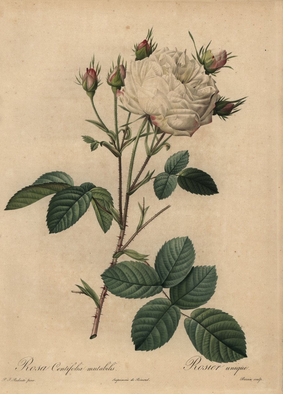 Fehér és rózsaszín káposzta rózsa, Rosa centifolia alkotó: Pierre Joseph Redouté