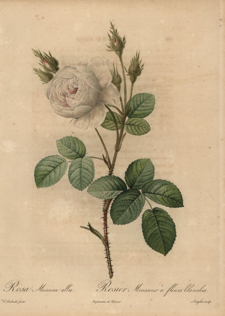 Fehér káposzta rózsa, Rosa muscosa alba alkotó: Pierre Joseph Redouté