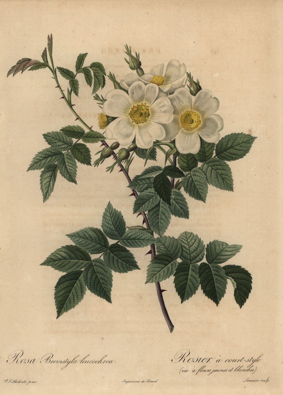 Fehér kutyarózsa, Rosa stylosa alkotó: Pierre Joseph Redouté