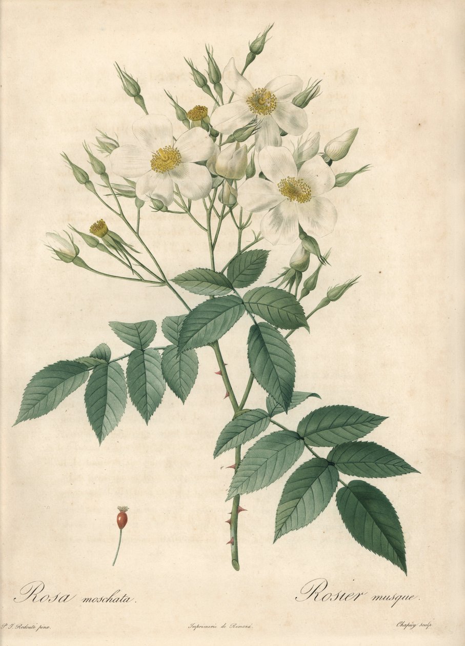 Fehér virágok pézsmarózsa – Eau forte de Chapuy, Pierre Joseph Redoute (1759-1840) illusztrációja alapján, a Les Roses-ból alkotó: Pierre Joseph Redouté