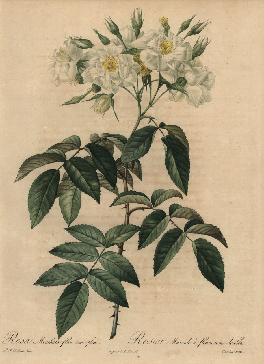 Fehér pézsmarózsa, Rosa moschata alkotó: Pierre Joseph Redouté
