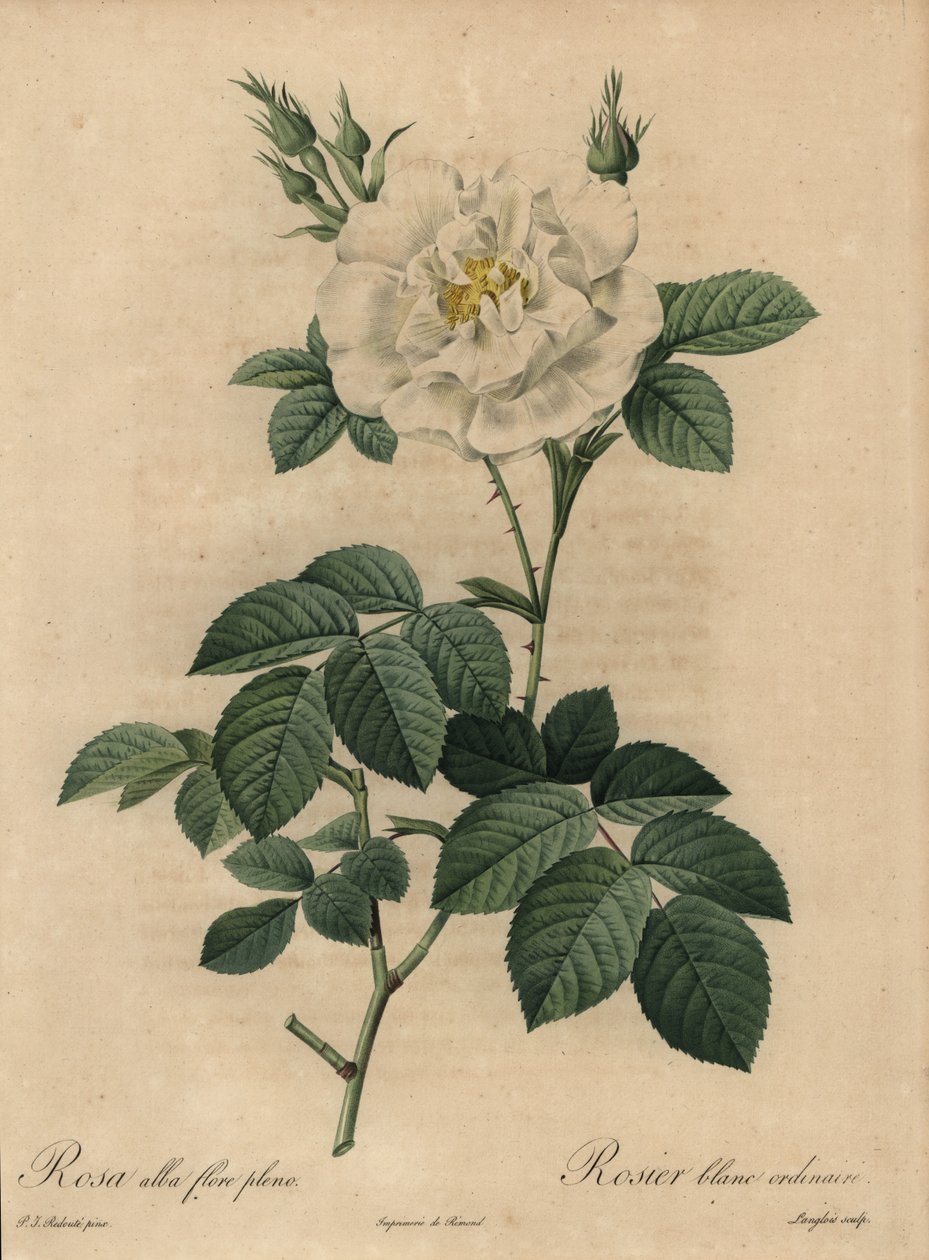 Fehér rózsa, Rosa alba flore pleno, Közönséges fehér rózsa alkotó: Pierre Joseph Redouté
