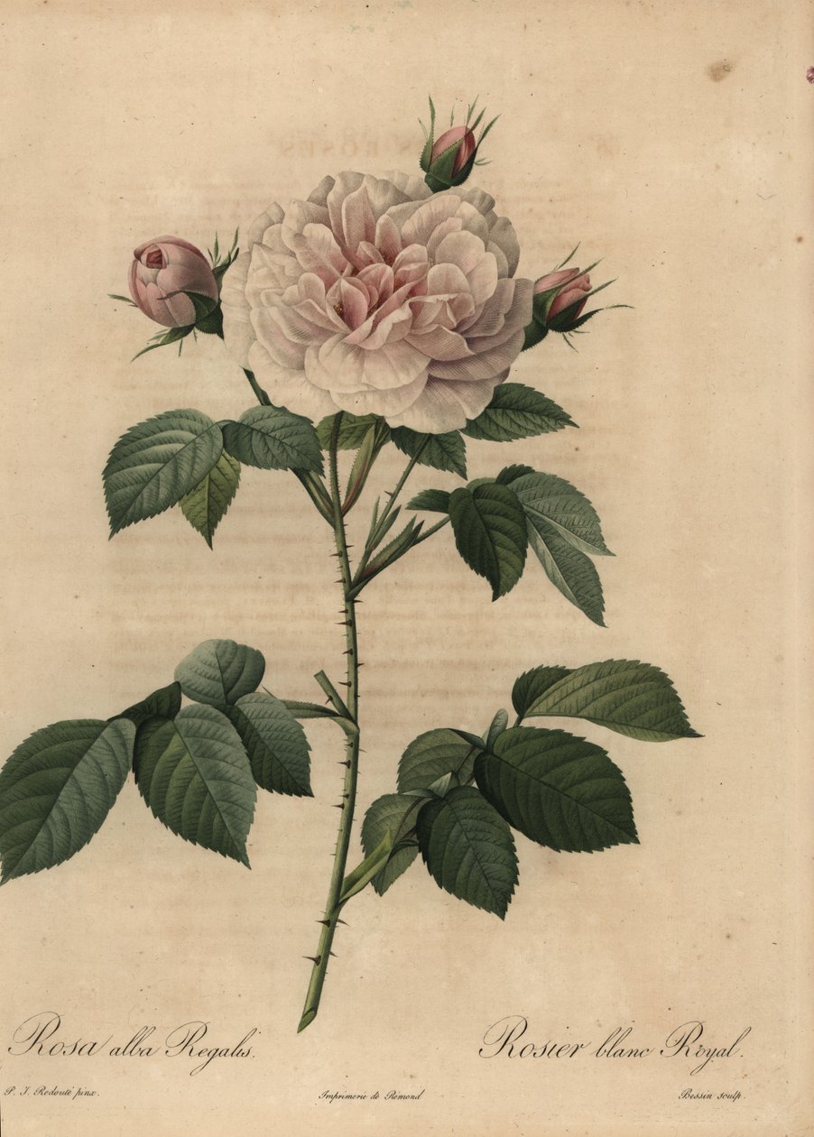 Fehér rózsa hibrid Royal, Rosa alba alkotó: Pierre Joseph Redouté