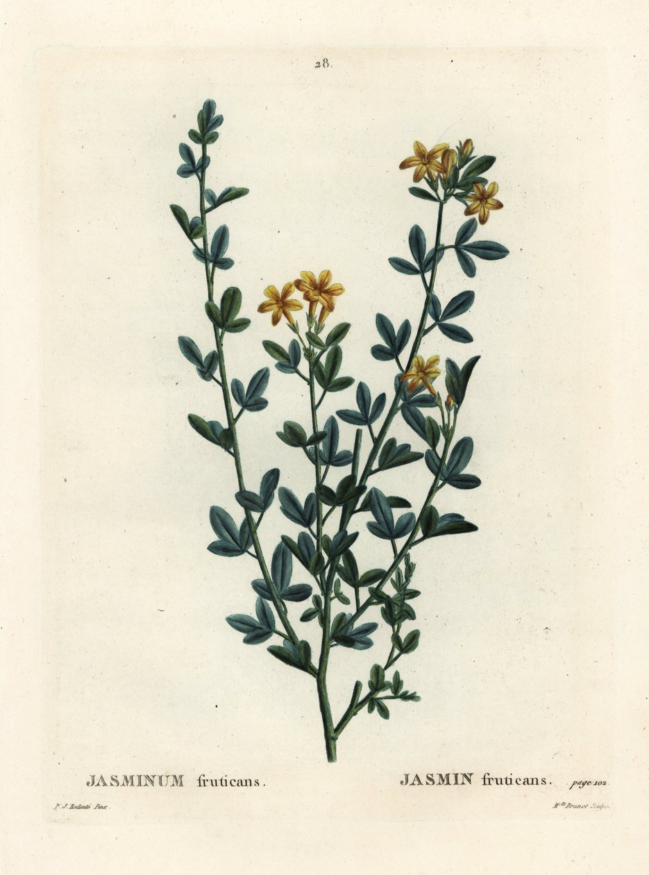 Vad vagy sárga jázmin, Jasminum fruticans. Brenet kisasszony kézzel színezett pecsétmetszete Pierre-Joseph Redoute illusztrációja nyomán Henri Louis Duhamel du Moncel Treat des Arbres et Shrustes című művéből, Párizs alkotó: Pierre Joseph Redouté