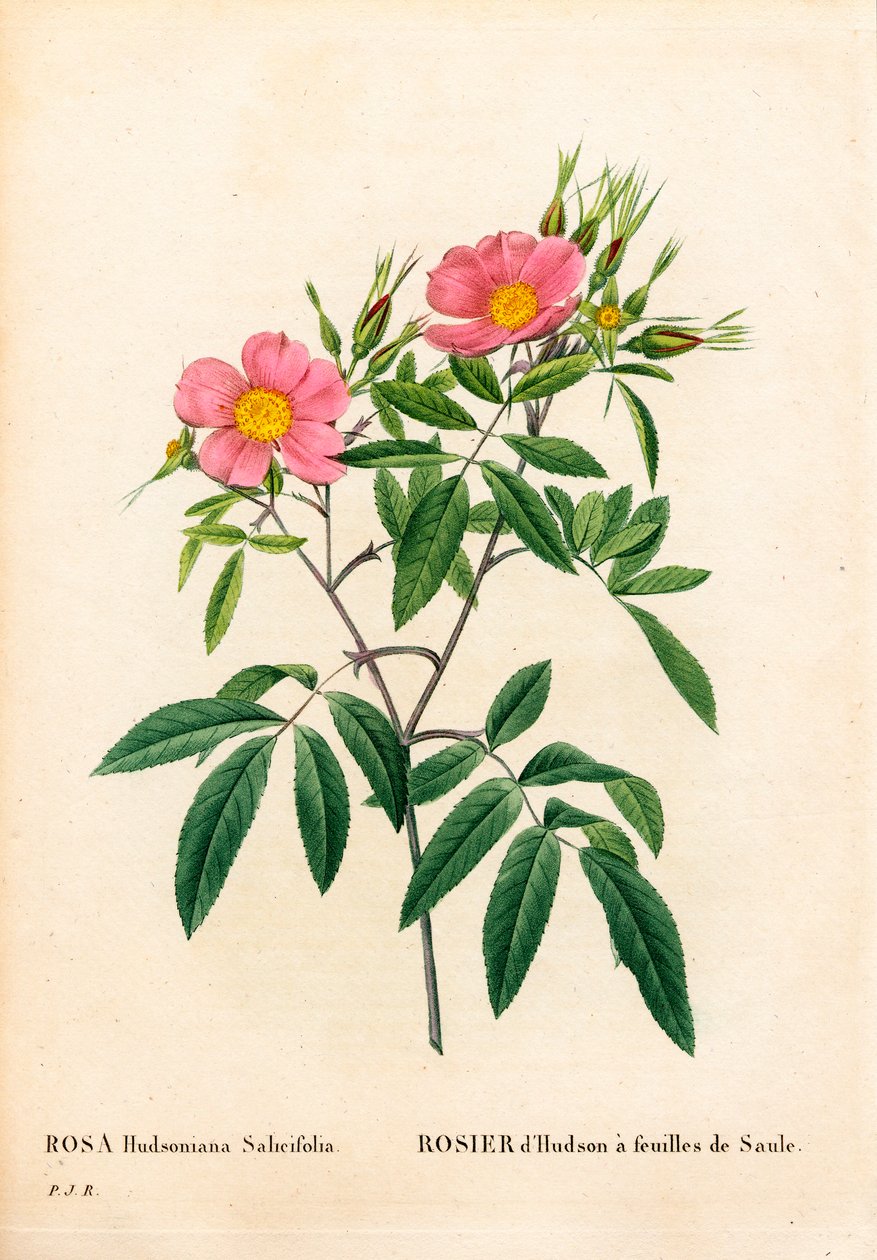 Fűzfalevelű rózsaszín mocsár, Rosa palustris, fűzfalevelű Hudson rózsa. Kézzel színezett rézmetszet, Pierre Joseph Redoute „Les Roses” Paris című művéből alkotó: Pierre Joseph Redouté