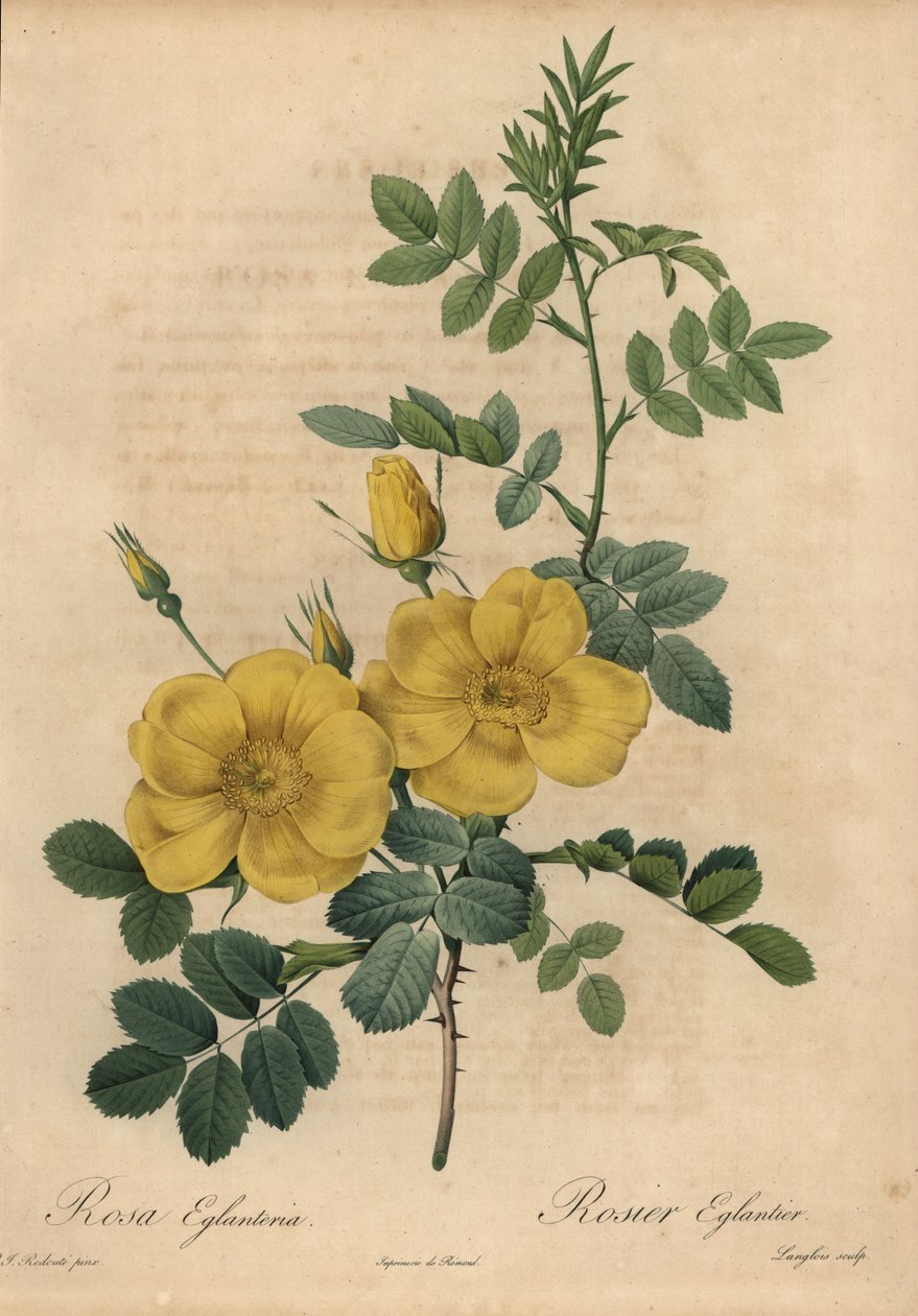 Sárga rózsa, Rosa eglanteria alkotó: Pierre Joseph Redouté