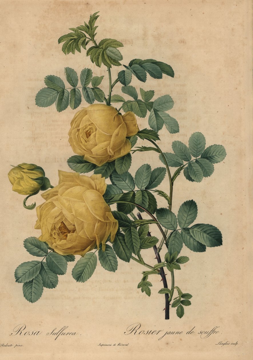 Sárga kénes rózsa, Rosa hemisphaerica alkotó: Pierre Joseph Redouté