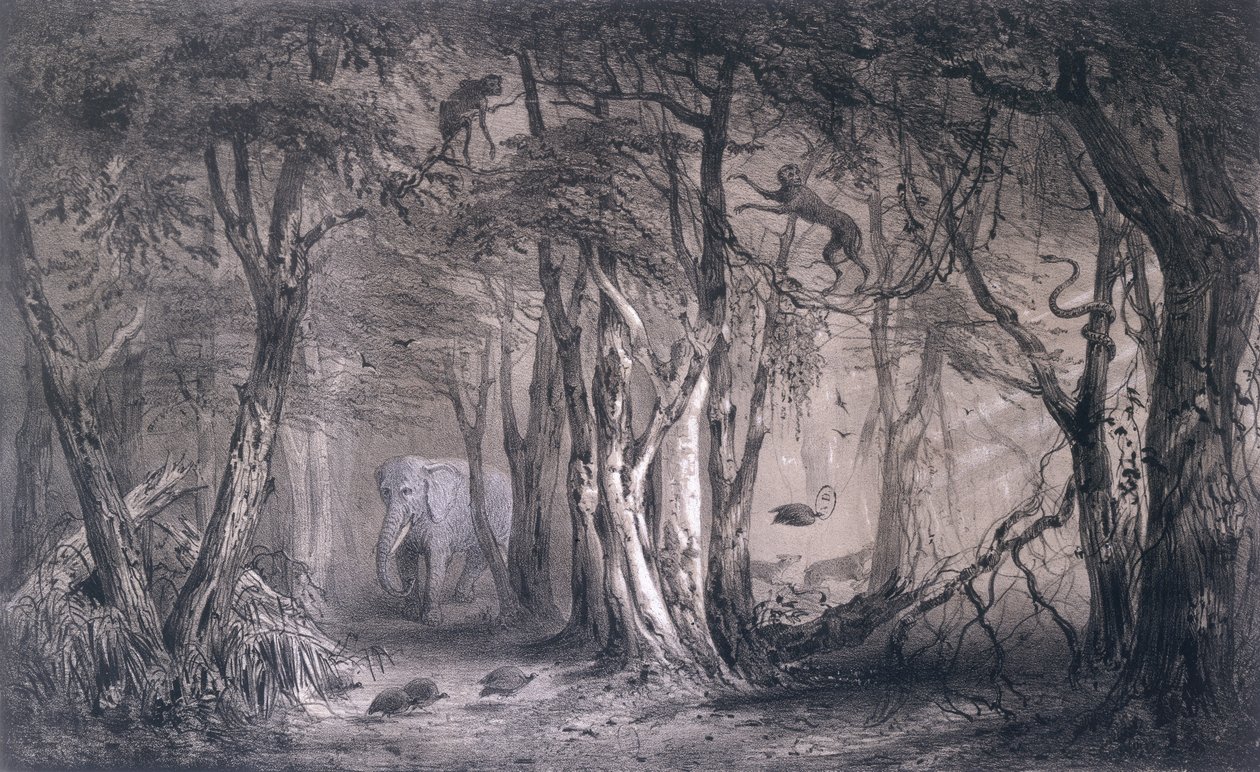 Szűzerdő a Kék-Nílus szélén, Pierre Tremaux (1818-95) Voyages au Soudan Oriental et dans lAfrique Septentrionale című művéből, Tirpenne és J. Gaildrau metszete, 1852 alkotó: Pierre Tremaux