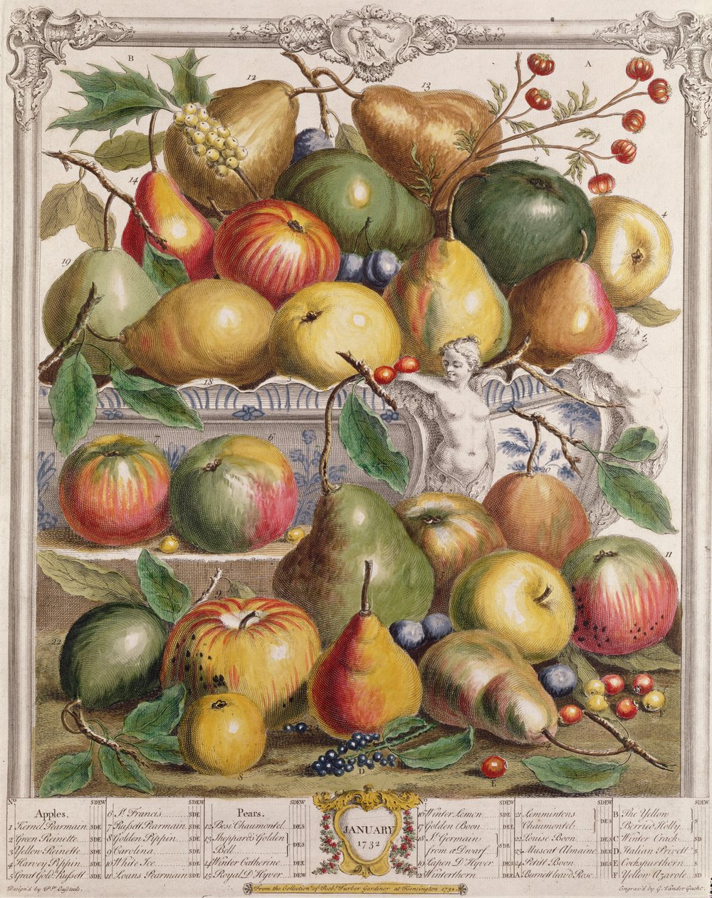 Január, a „Tizenkét hónap gyümölcsökből”, Robert Furber (kb. 1674-1756), vésette Gerard Vandergucht (1696-1776) 1732 (színes metszet) alkotó: Pieter Casteels