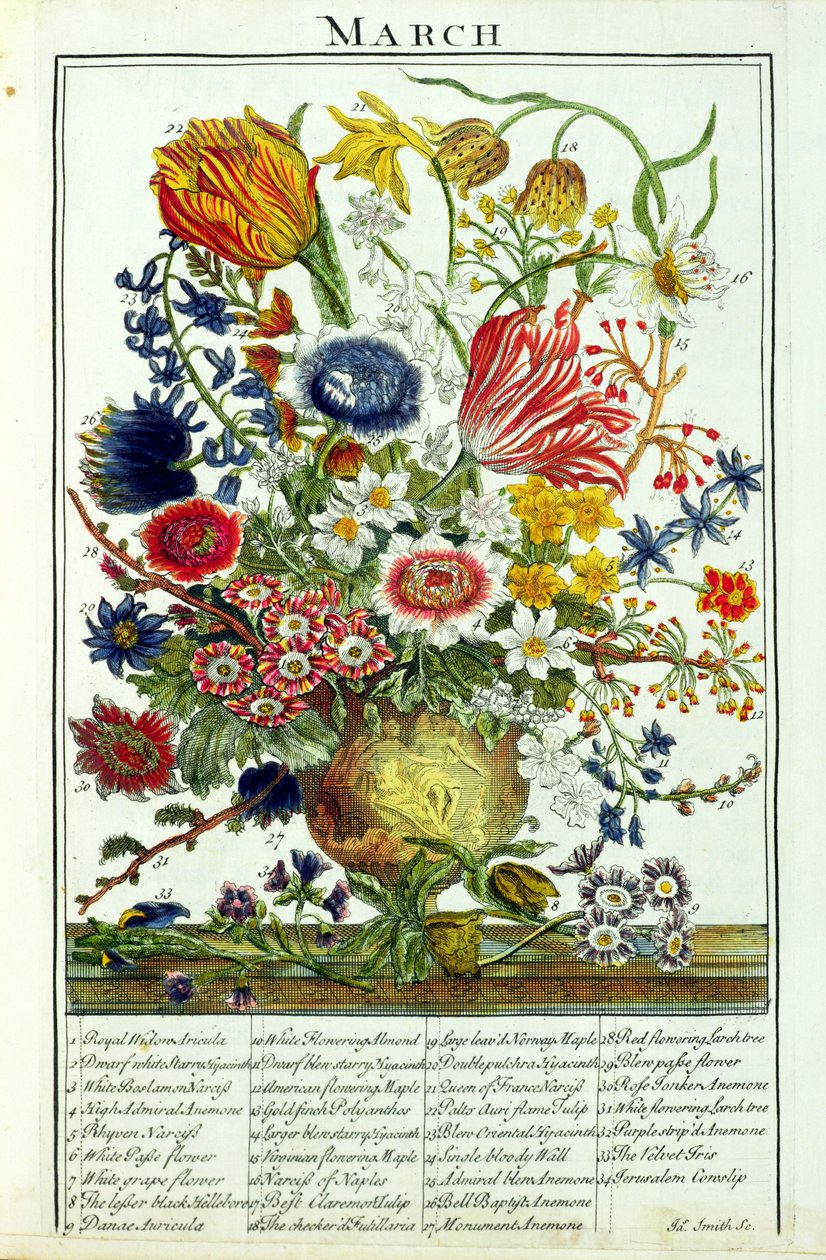 Március, Robert Furber (kb. 1674-1756) "The Flower Garden Displayed" című művéből, James Smith metszete, pub. 1732 alkotó: Pieter Casteels