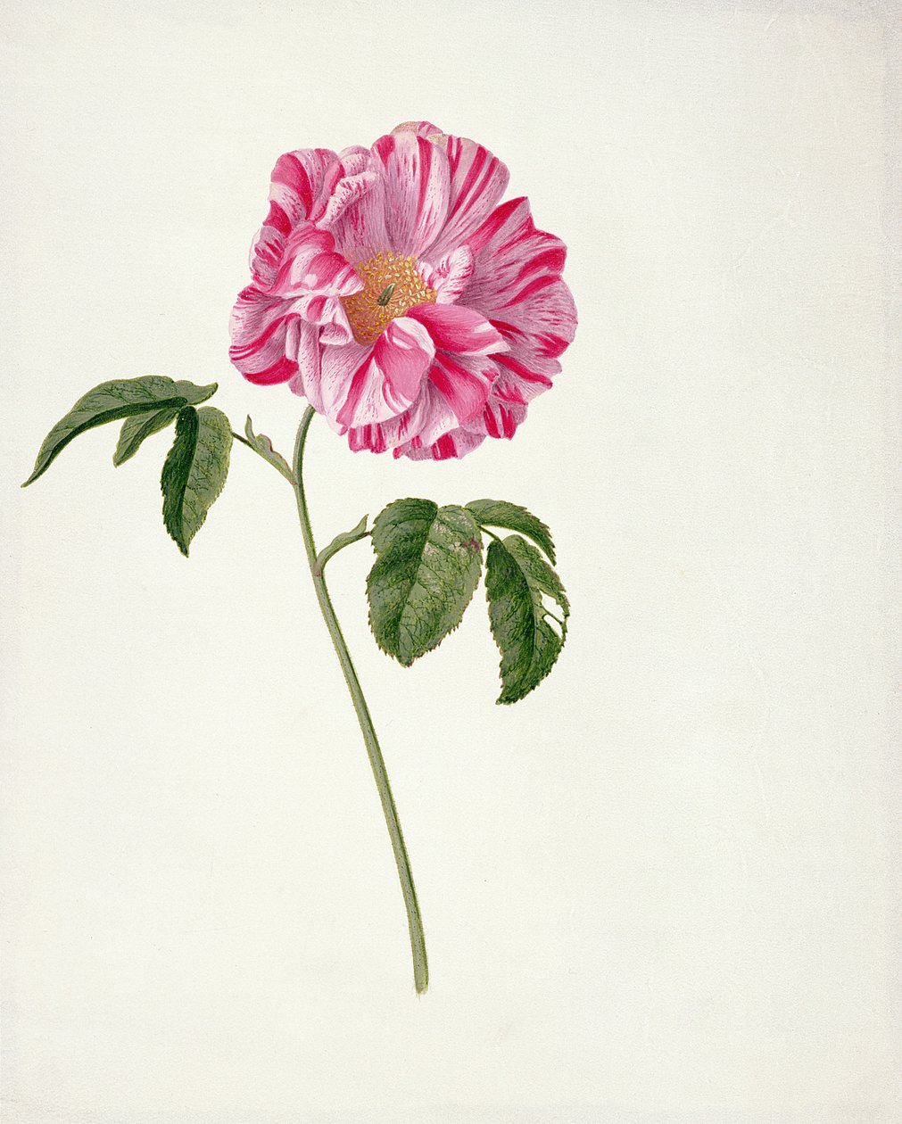 PD.101-1973f.3 Rosa gallica versicolour (Rosa mundi) (vécé és gouache pergamen) alkotó: Pieter Withoos