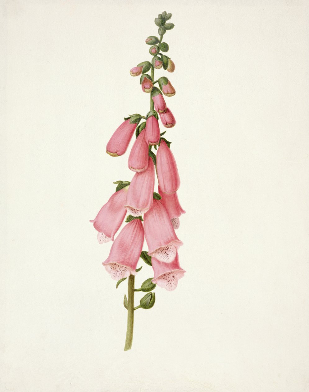 PD.101-1973f.50 Gyűszűvirág (Digitalis purpura) (wc és gouache pergamen) alkotó: Pieter Withoos