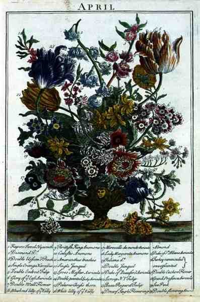Április, a Virágoskertből Megjeleníti Robert Furber (kb.1674-1756), vésette James Smith, pub. 1732 (lásd még: 11109) alkotó: Pieter after Casteels