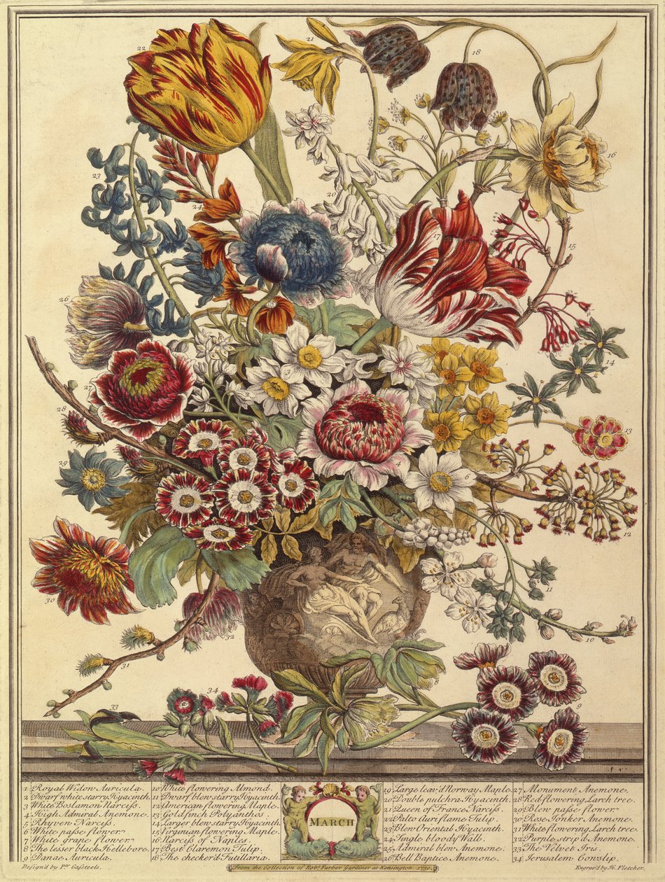 Március, a Tizenkét hónap virágból, Robert Furber (1674-1756 körül) Henry Fletcher metszetéből (színes metszet) alkotó: Pieter after Casteels