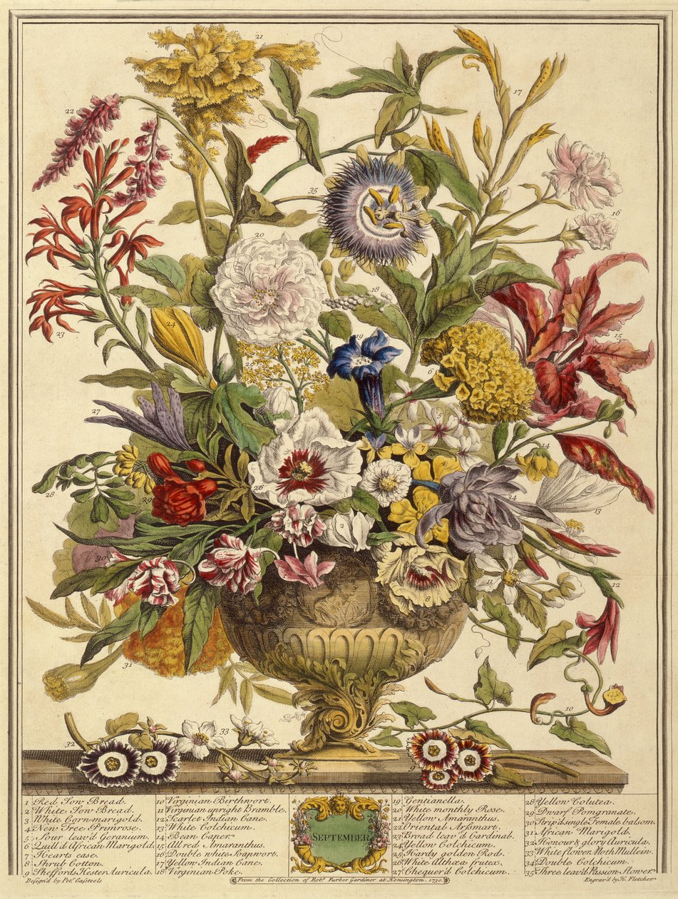 Szeptember, Robert Furber (1674-1756 körül) Tizenkét hónap virágból, Henry Fletcher metszetével (színes metszet) alkotó: Pieter after Casteels