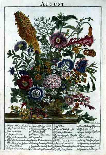augusztus, Robert Furber (kb. 1674-1756) "The Flower Garden Displayed" című művéből, James Smith metszete, pub. 1732 (színes metszet) alkotó: Pieter (after) Casteels