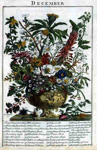 December, Robert Furber (kb. 1674-1756) "The Flower Garden Displayed" című művéből, James Smith metszete, pub. 1732 (színes metszet) alkotó: Pieter (after) Casteels