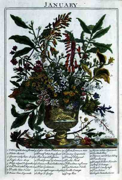 Január, Robert Furber (kb. 1674-1756) "The Flower Garden Displayed" című művéből, James Smith metszete, pub. 1732 (színes metszet) alkotó: Pieter (after) Casteels