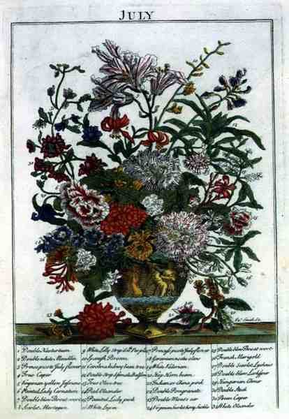 Július, Robert Furber (kb. 1674-1756) "The Flower Garden Displayed" című művéből, James Smith metszete, pub. 1732 (színes metszet) alkotó: Pieter (after) Casteels