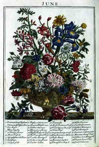 Június, Robert Furber (kb. 1674-1756) "The Flower Garden Displayed" című művéből, James Smith metszete, pub. 1732 (színes metszet) alkotó: Pieter (after) Casteels