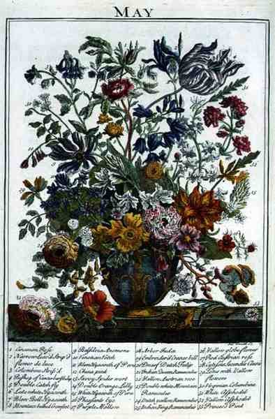 Május, Robert Furber (1674-1756 körüli) „The Flower Garden Displayed” című művéből, James Smith metszete, pub. 1732 (színes metszet) alkotó: Pieter (after) Casteels