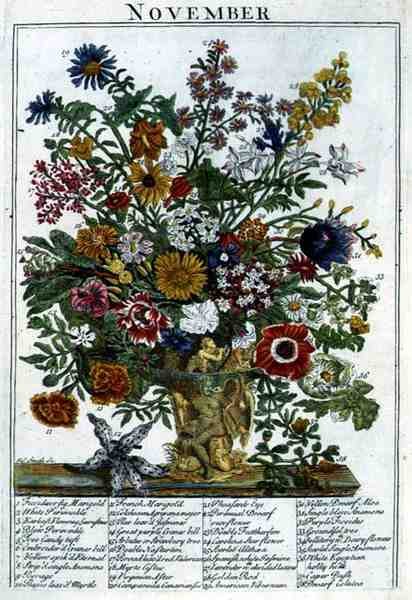 November, Robert Furber (kb. 1674-1756) "The Flower Garden Displayed" című művéből, James Smith metszete, pub. 1732 (színes metszet) alkotó: Pieter (after) Casteels