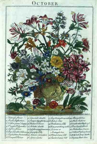 Október, Robert Furber (kb. 1674-1756) "The Flower Garden Displayed" című művéből, James Smith metszete, pub. 1732 (színes metszet) alkotó: Pieter (after) Casteels