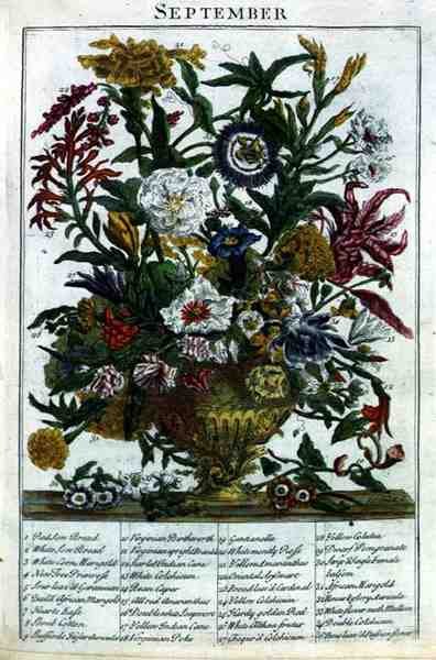 Szeptember, Robert Furber (1674-1756 körül) "The Flower Garden Displayed" című művéből, metszette James Smith, pub. 1732 (színes metszet) alkotó: Pieter (after) Casteels