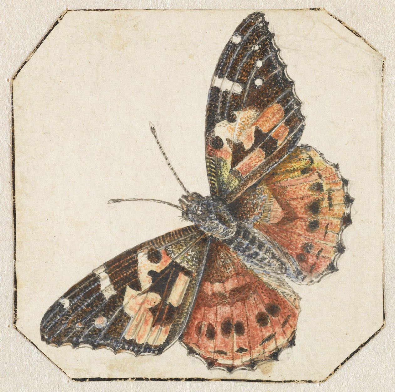 Bogáncslepke (Vanessa cardui) alkotó: Pieter Barbiers (possibly)