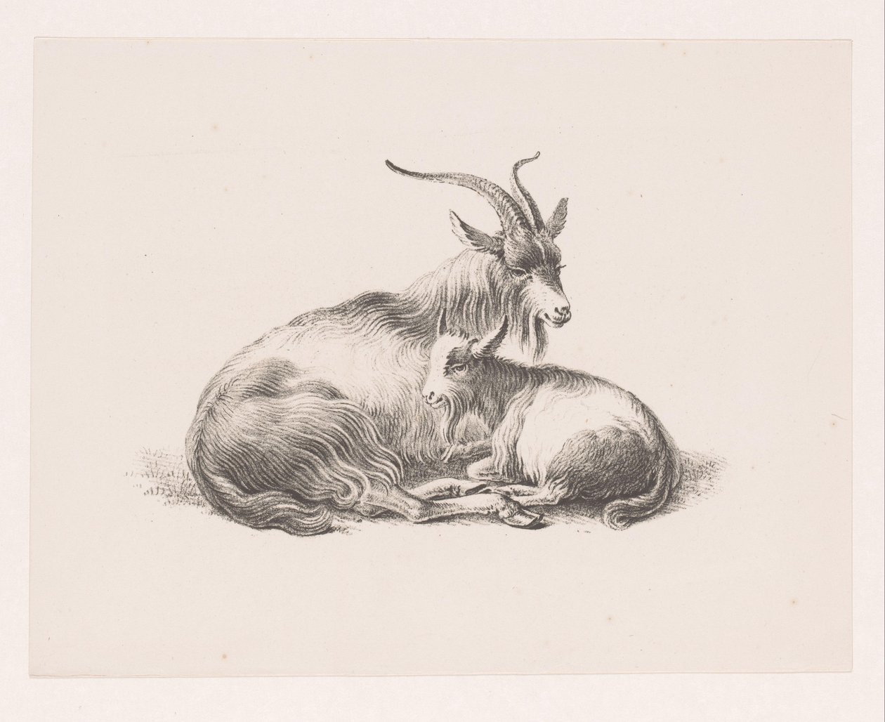 Bak és egy kecske alkotó: Pieter Bartholomeusz. Barbiers