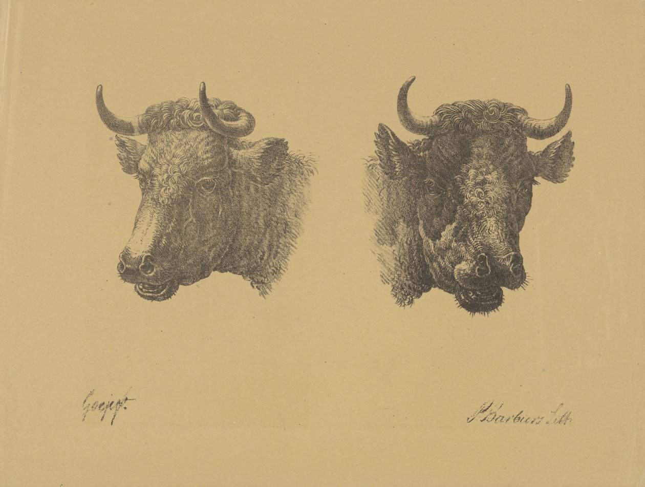 Két bikafej alkotó: Pieter Bartholomeusz. Barbiers