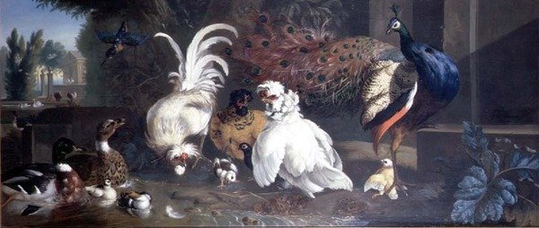 Páva, csirkék, kacsák és jégmadár alkotó: Pieter Casteels