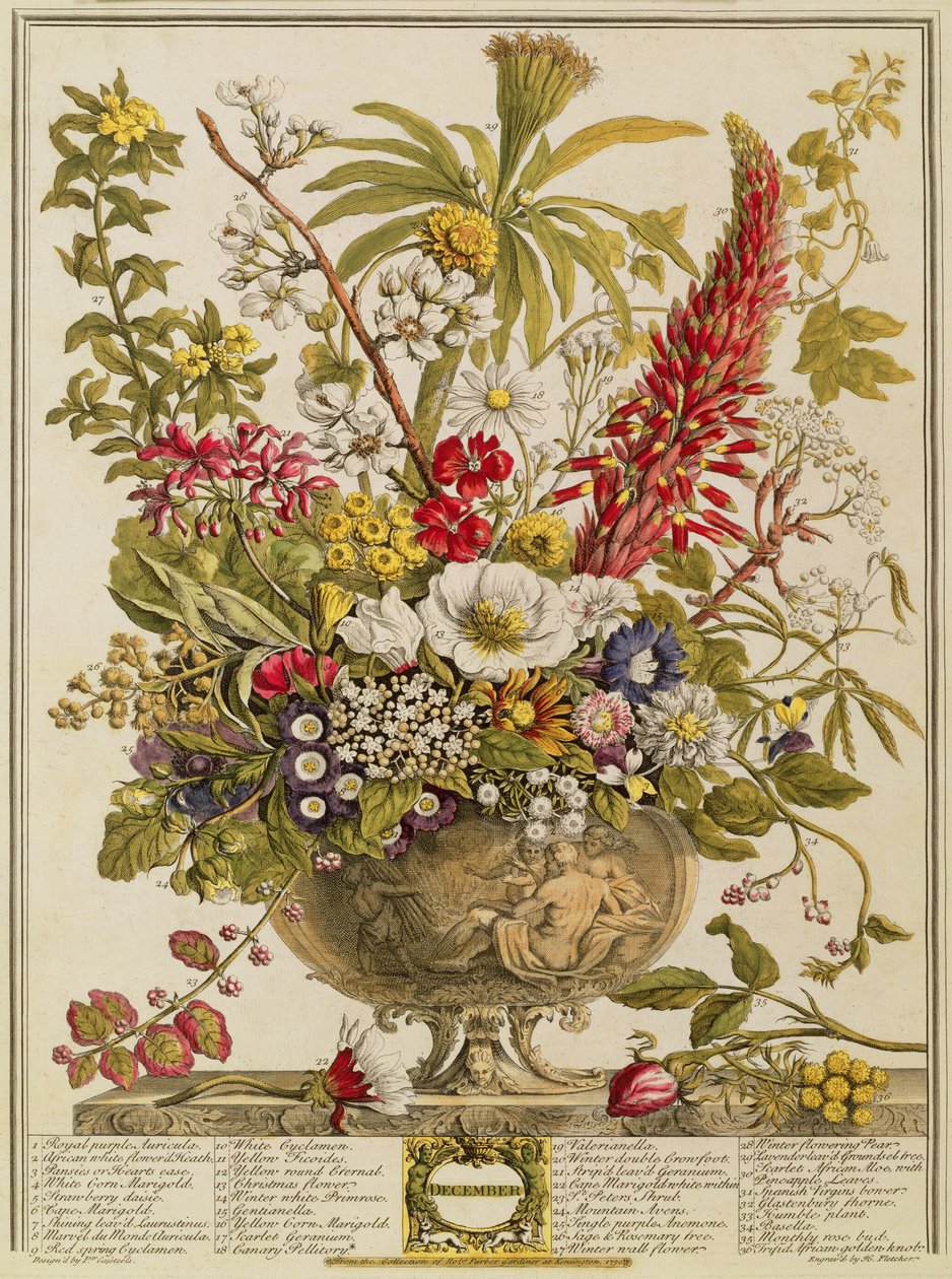 December, Robert Furber (kb. 1674-1756) "Tizenkét hónapja virágból" Henry Fletcher metszetéből (színes metszet) alkotó: Pieter Casteels