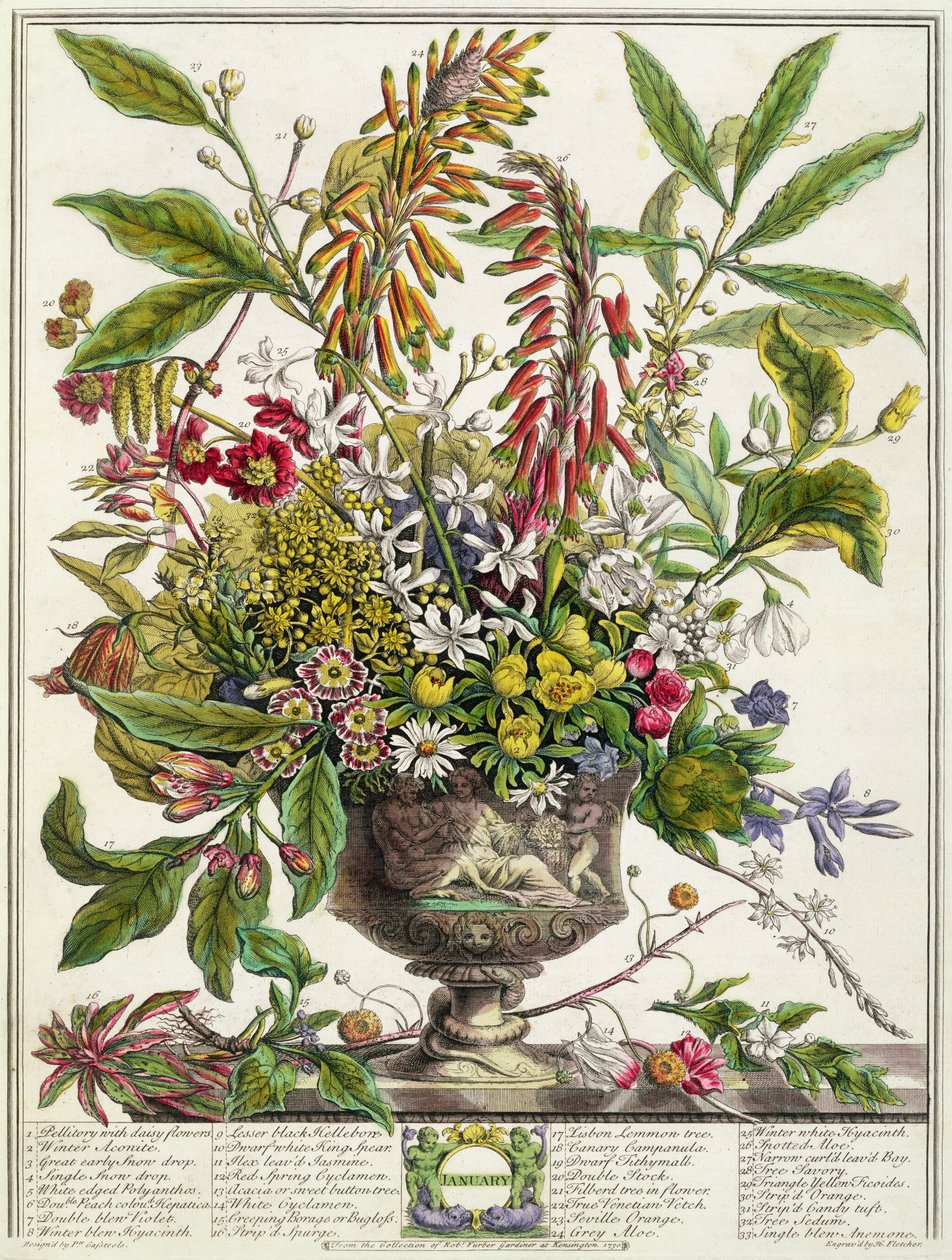Január, a "Tizenkét hónap virágból", Robert Furber (kb. 1674-1756), metszett Henry Fletcher (színes metszet) alkotó: Pieter Casteels