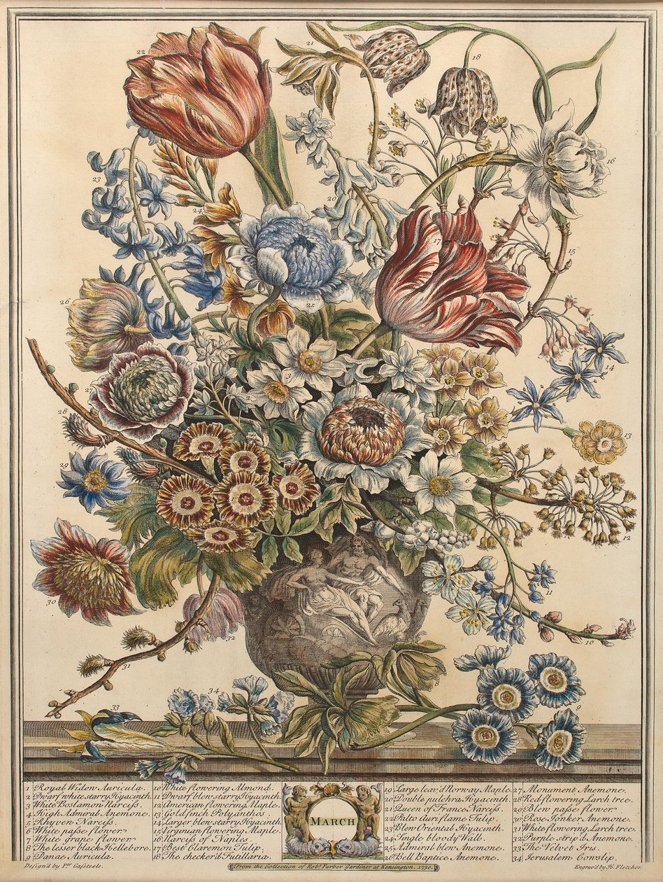Március, Robert Furber (1674-1756 körül) "Twelve Months of Flowers" című művéből, metszette Henry Fletcher (színes metszet). alkotó: Pieter Casteels