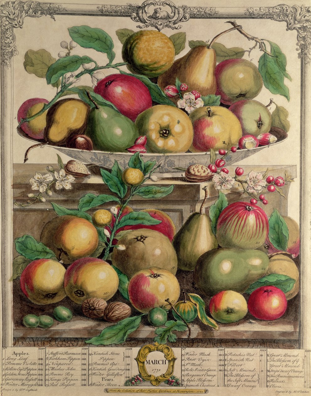 Március, a „Tizenkét hónap gyümölcsökből”, Robert Furber (kb. 1674-1756), metszett Henry Fletcher, 1732 (színes metszet) alkotó: Pieter Casteels