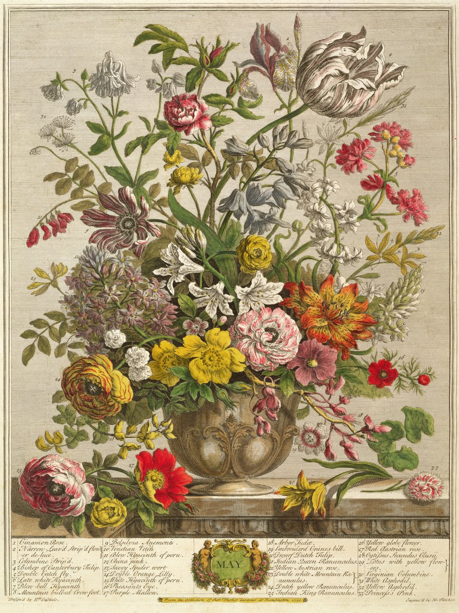Május Robert Furber (1674-1756 körül) „Tizenkét hónap virágból”, Henry Fletcher metszetéből (színes metszet) alkotó: Pieter Casteels