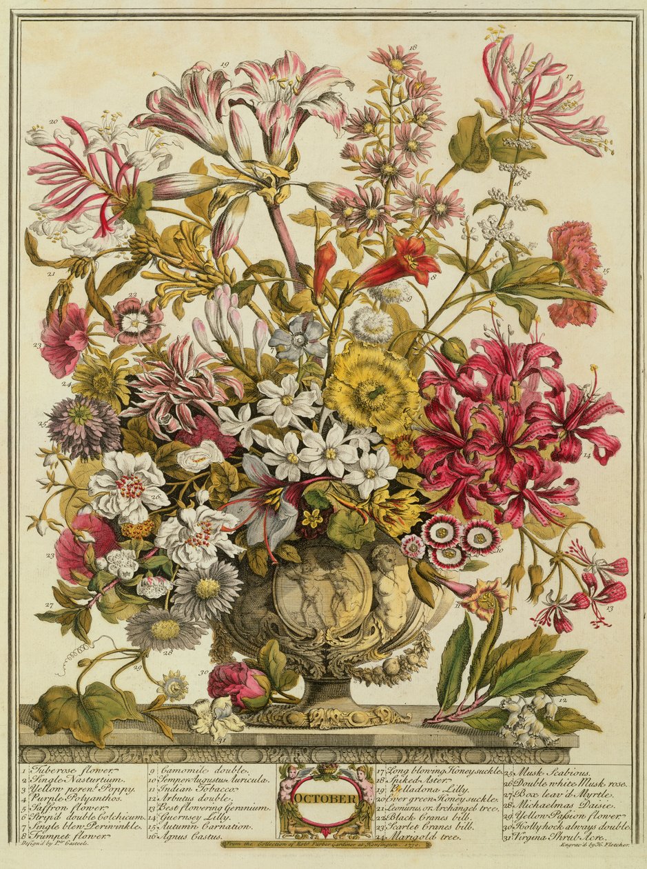 Október, Robert Furber (kb. 1674-1756) "Tizenkét hónapja virágból" Henry Fletcher metszetéből (színes metszet) alkotó: Pieter Casteels