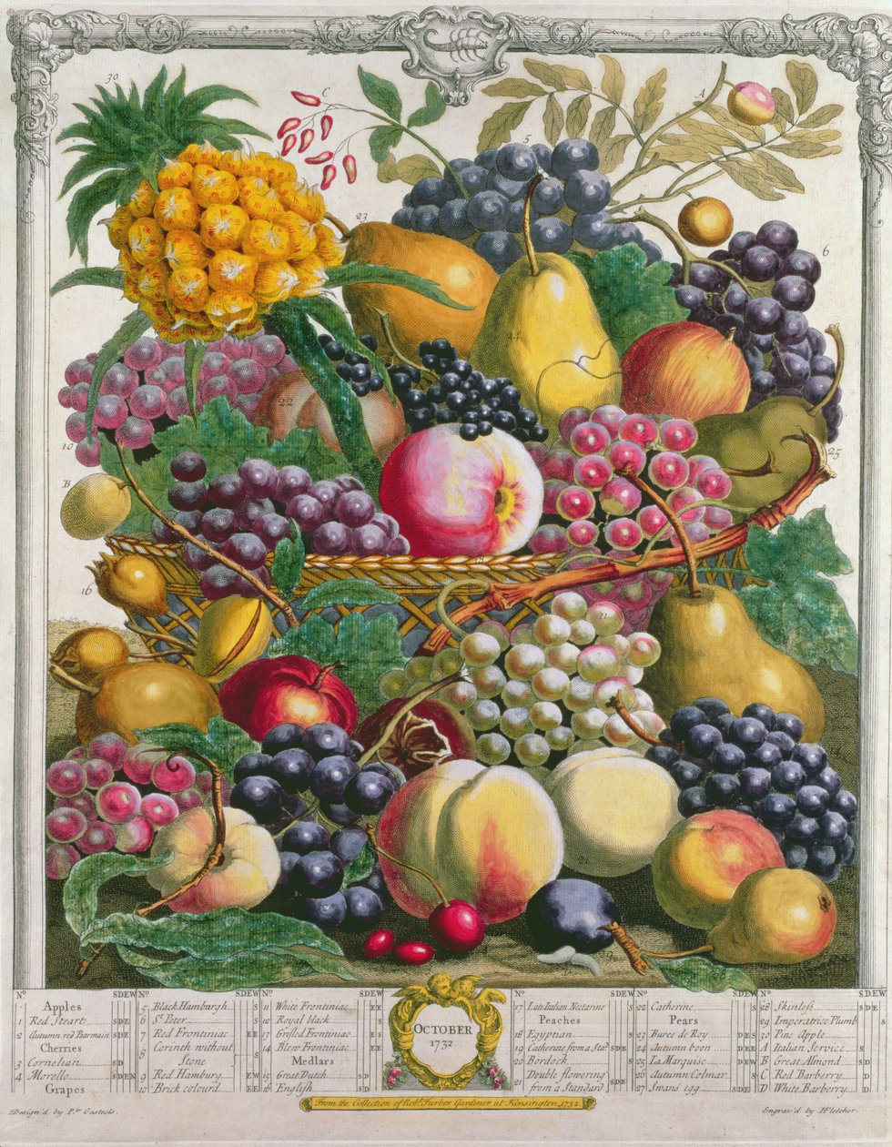 Október, Robert Furber (1674-1756 körül) „Tizenkét hónap gyümölcsből”, Henry Fletcher metszet, 1732 (színes metszet) alkotó: Pieter Casteels