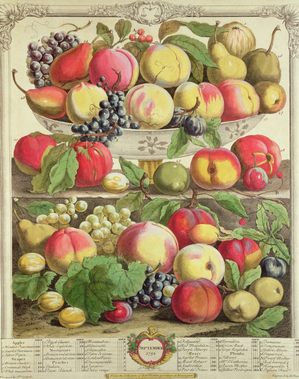 Szeptember, a „Tizenkét hónap gyümölcsök” című művéből, Robert Furber (kb. 1674-1756), metszett Henry Fletcher, 1732 (színes metszet) alkotó: Pieter Casteels