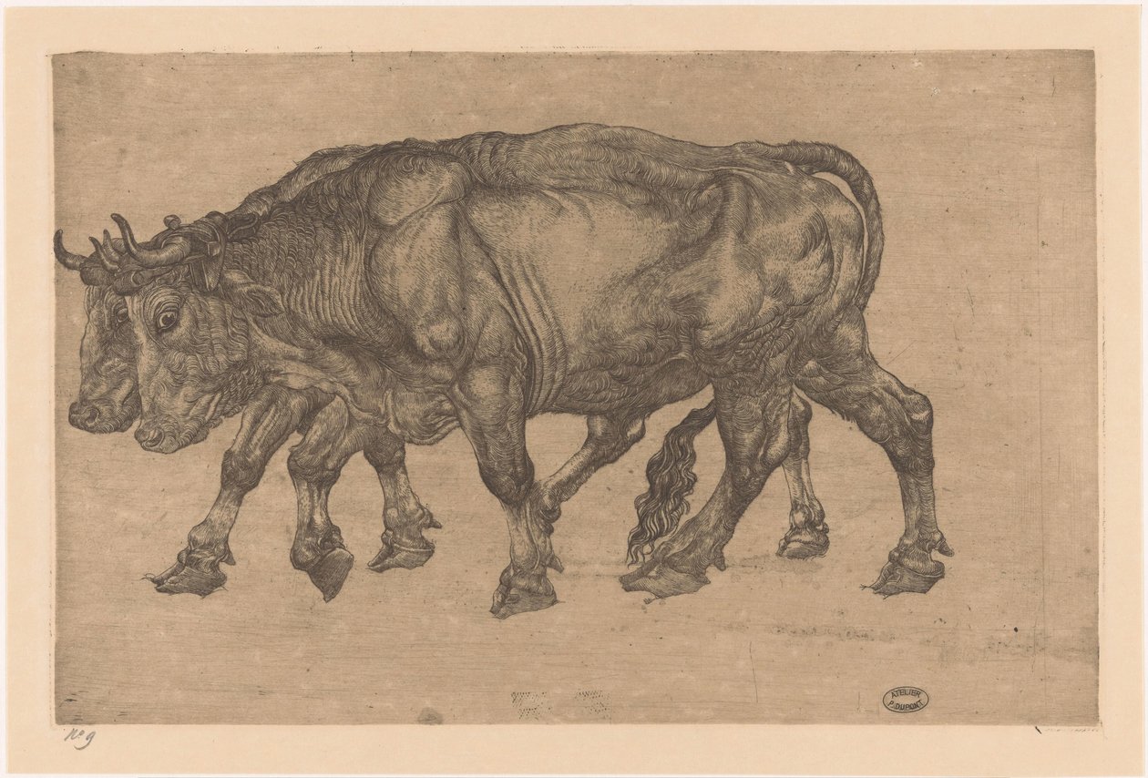 két ökör alkotó: Pieter Dupont