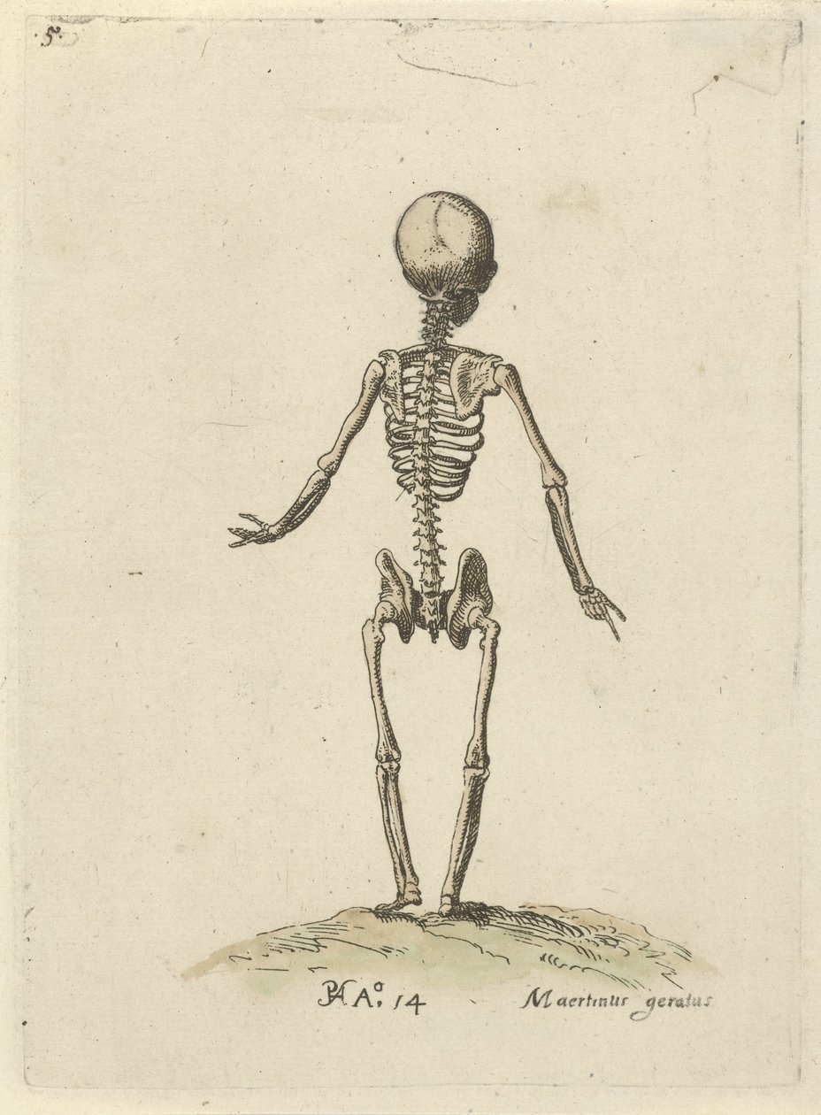 Csontváz, hátulról nézve Anatómiai tanulmányok (sorozat címe) alkotó: Pieter Feddes van Harlingen